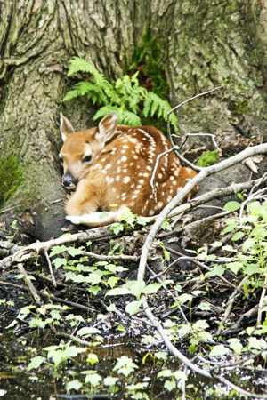 Fawn2w