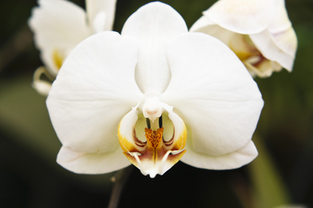 4.22Orchid3w