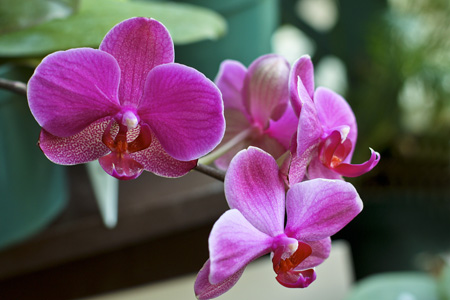 Orchid2w