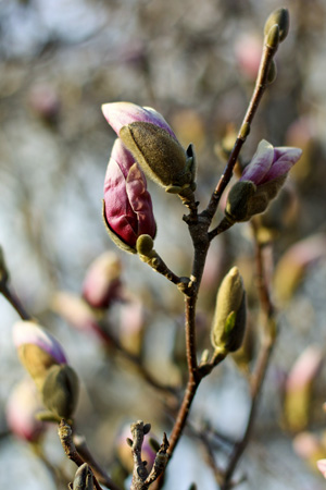 MagnoliaBudw