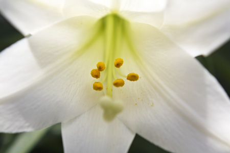 Lilyw