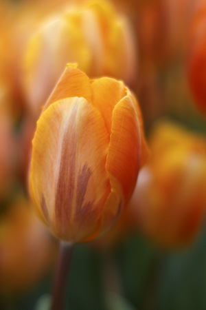 OrangeTulip1w