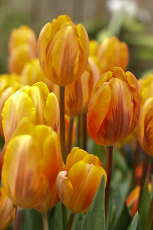 OrangeTulips2w
