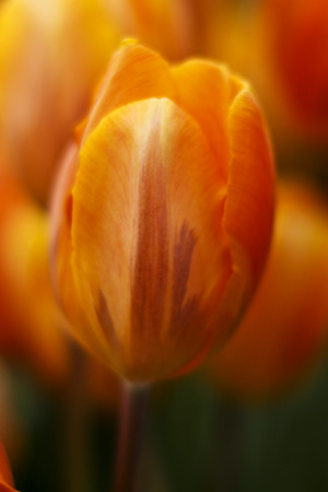 OrangeTulip3w