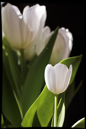 3.25Tulip2Framew