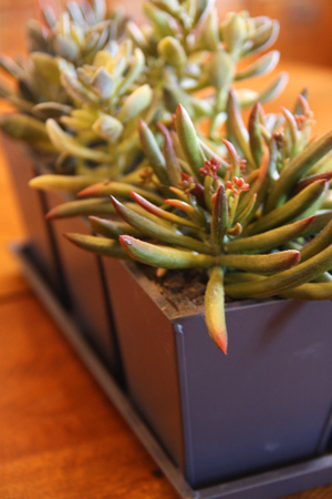 SucculentPlanterw