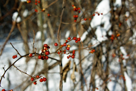 Berriesw
