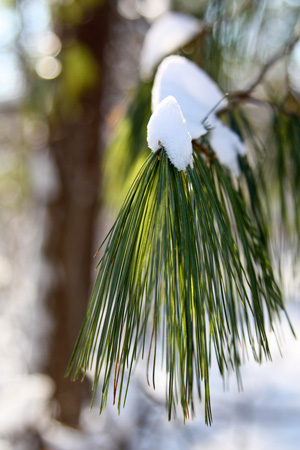 PineBranchw
