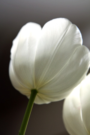 Tulips2w
