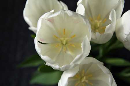 Tulips3w