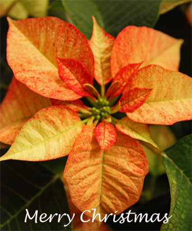 MerlotPoinsettiaw