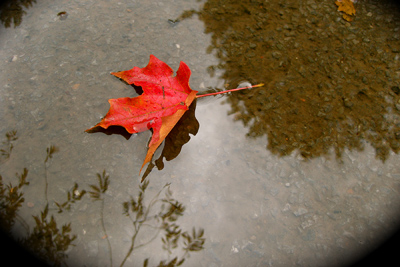 Leafpuddlew