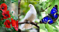 July1-triple b