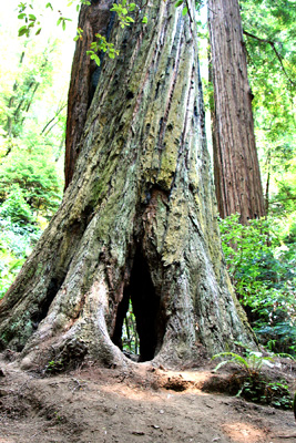 Treew