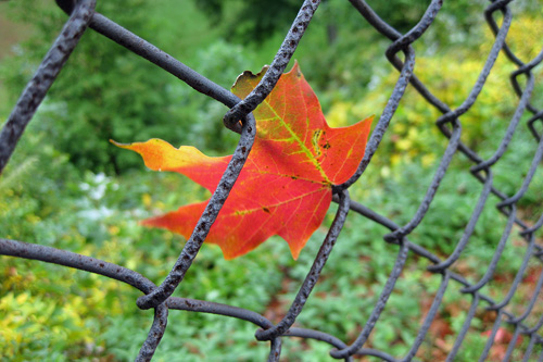 Leafinfencew