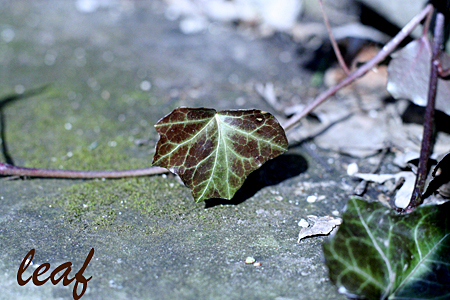 Leafw