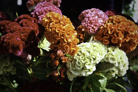 Cockscombcelosia1w