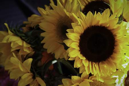 Sunflowers3w