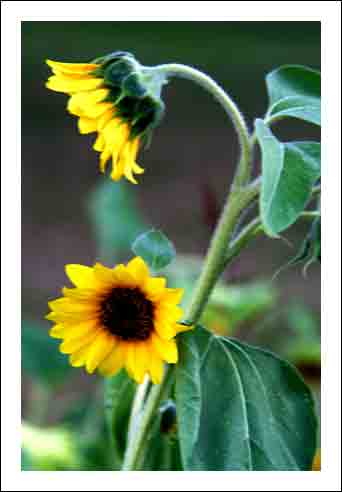 Sunflowersw