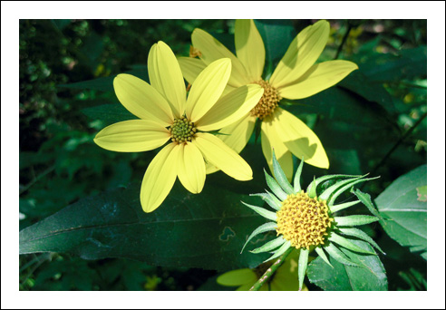 Yellowflowers1w