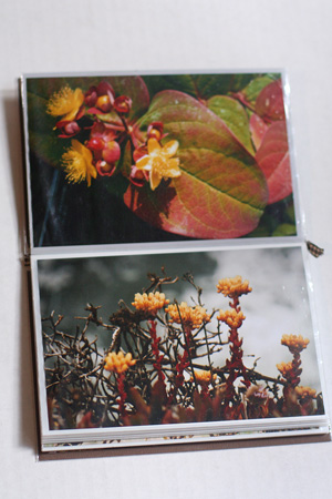 Flowers1forgalleryw