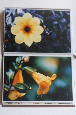 Flowers2forgalleryw