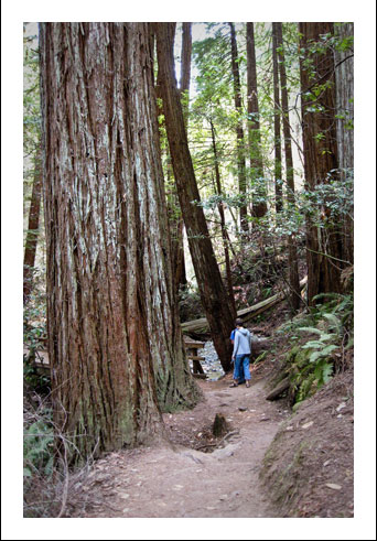 Muirwoodsw