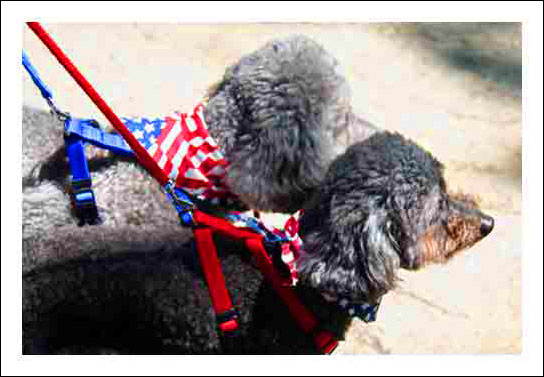 Dogsw_3