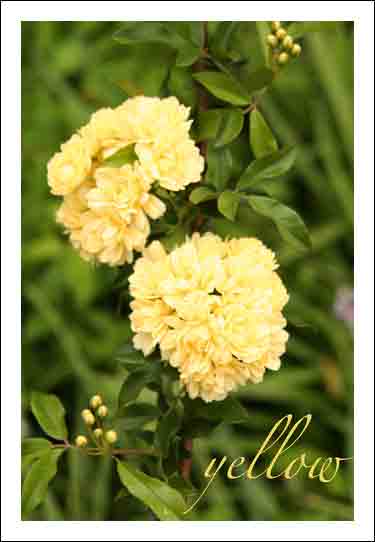 Yellow_w