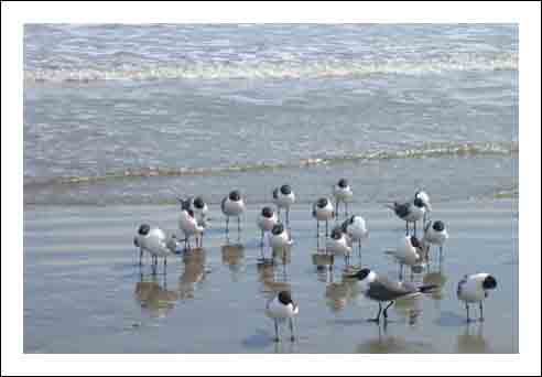 Birds_w