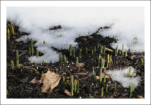 Signofspring_w