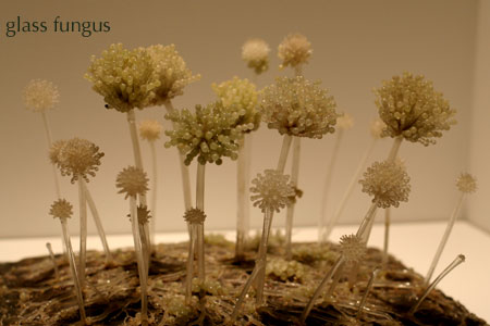 Glassfungus