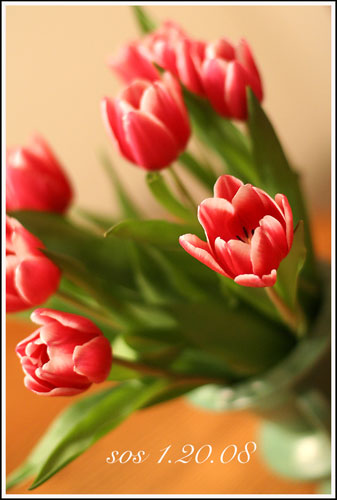 Tulipshsms2w