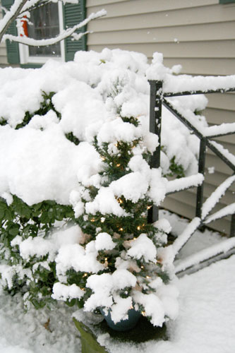 Snow11w