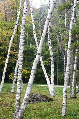 _trees_w