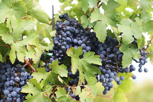 Grapes1w