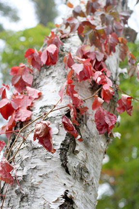 Fall2_w
