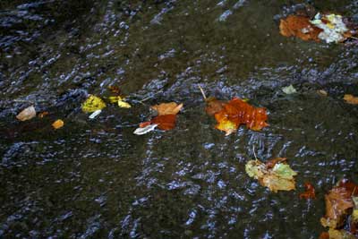 Leaves_w