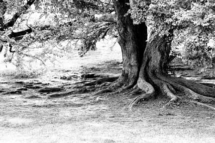 Tree2_w