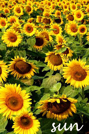 Sunflowers7wsun