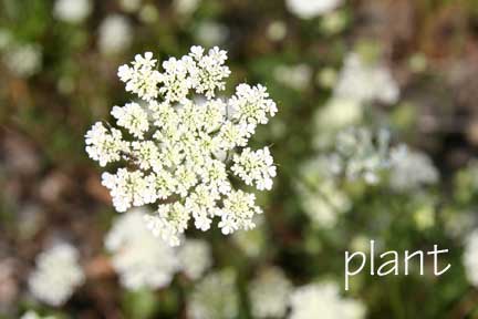Plant_w Plant_w