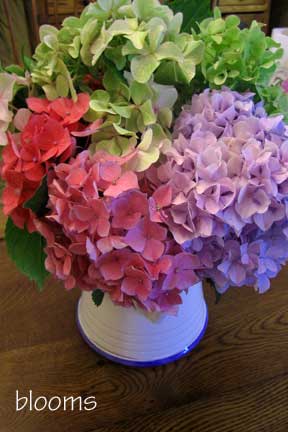 Blooms2