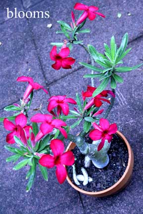 Blooms_w
