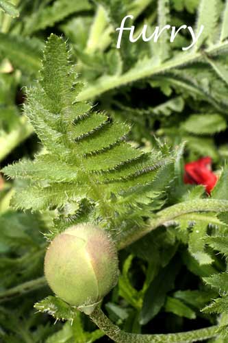 Furryplantw