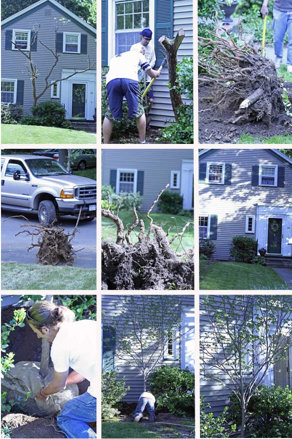 Treestorylines10w