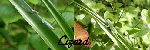 Lizardw
