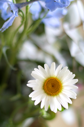 Daisyw