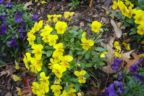 Pansies1w