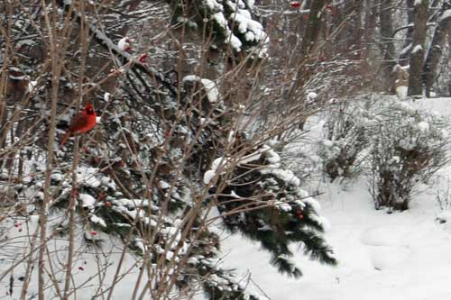 Cardinal2w