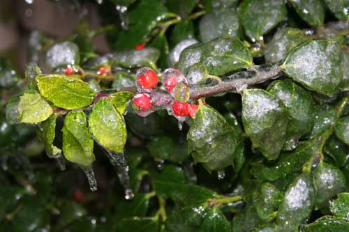 Winterhollyw